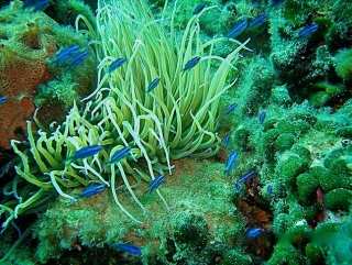  Flore et faune marines 